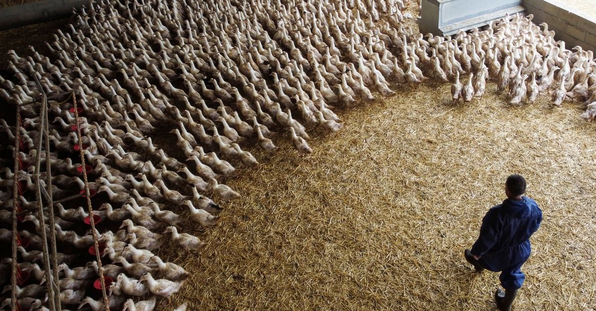 La France lance sa première commande de vaccins contre la grippe aviaire