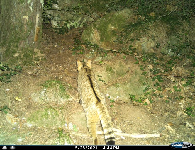 Les chats des forêts protégés reviennent du bord de l’extinction en France