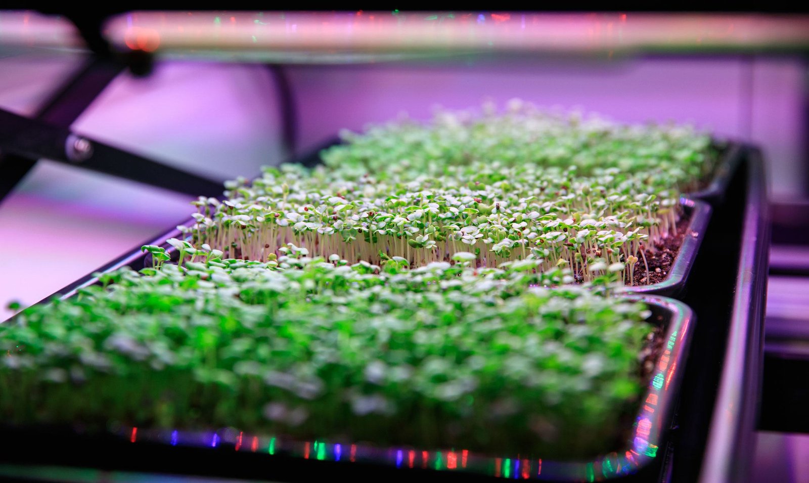 Des micro-verts nutritifs sont cultivés au Kennedy Space Center de la NASA en Floride, aux États-Unis. Des micro-verts nutritifs sont cultivés au Kennedy Space Center de la NASA en Floride, aux États-Unis.