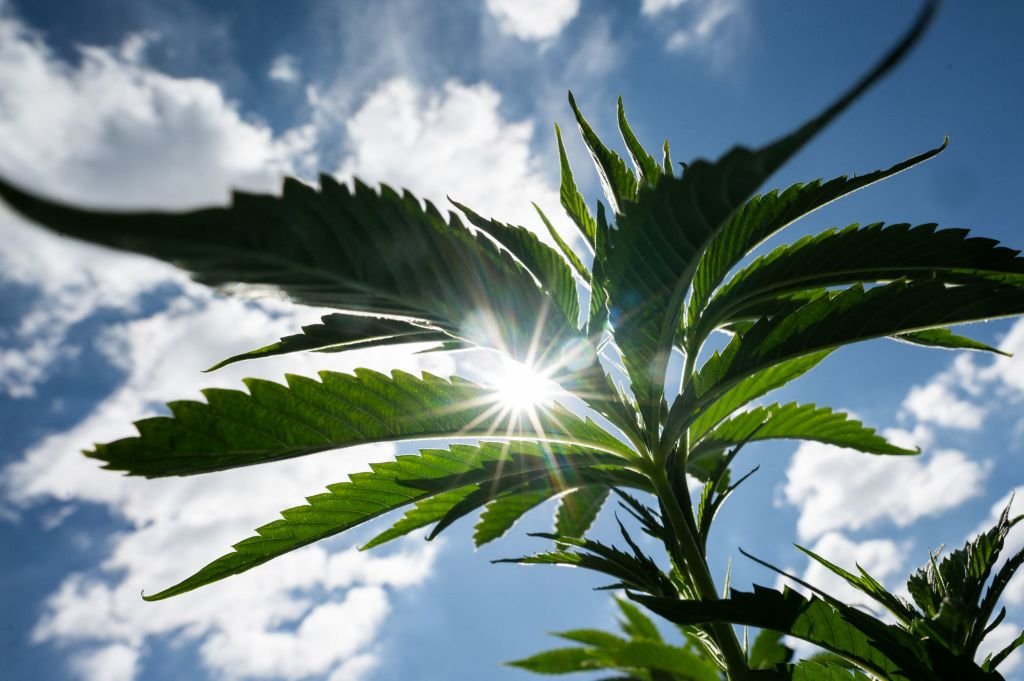 le soleil brille à travers les feuilles d'une plante.