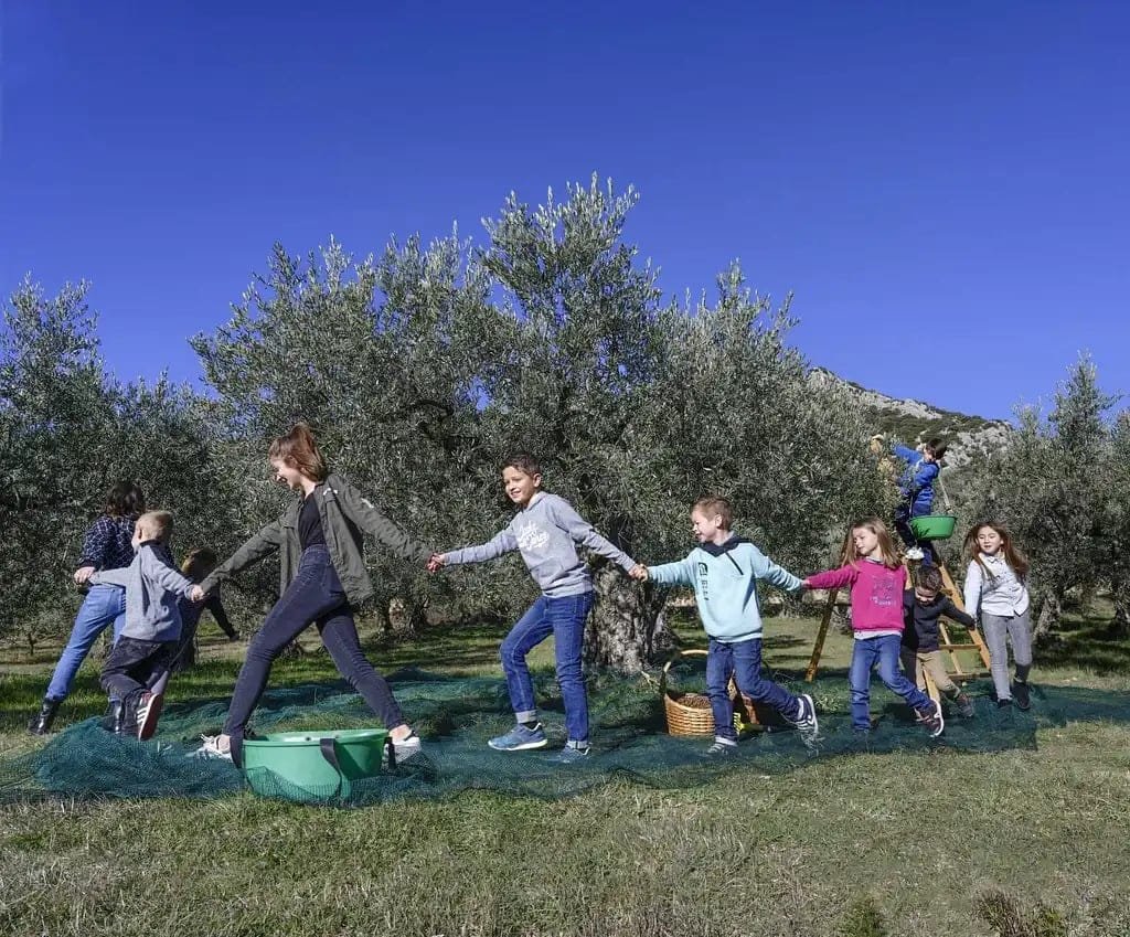 L'accent mis sur la qualité donne du succès aux producteurs en France Olive Oil Times europe-les-meilleures-concours-d-huiles-d-olive-production-accent-sur-la-qualite-rendements-succes-pour-les-producteurs-en-france-olive-oil-times