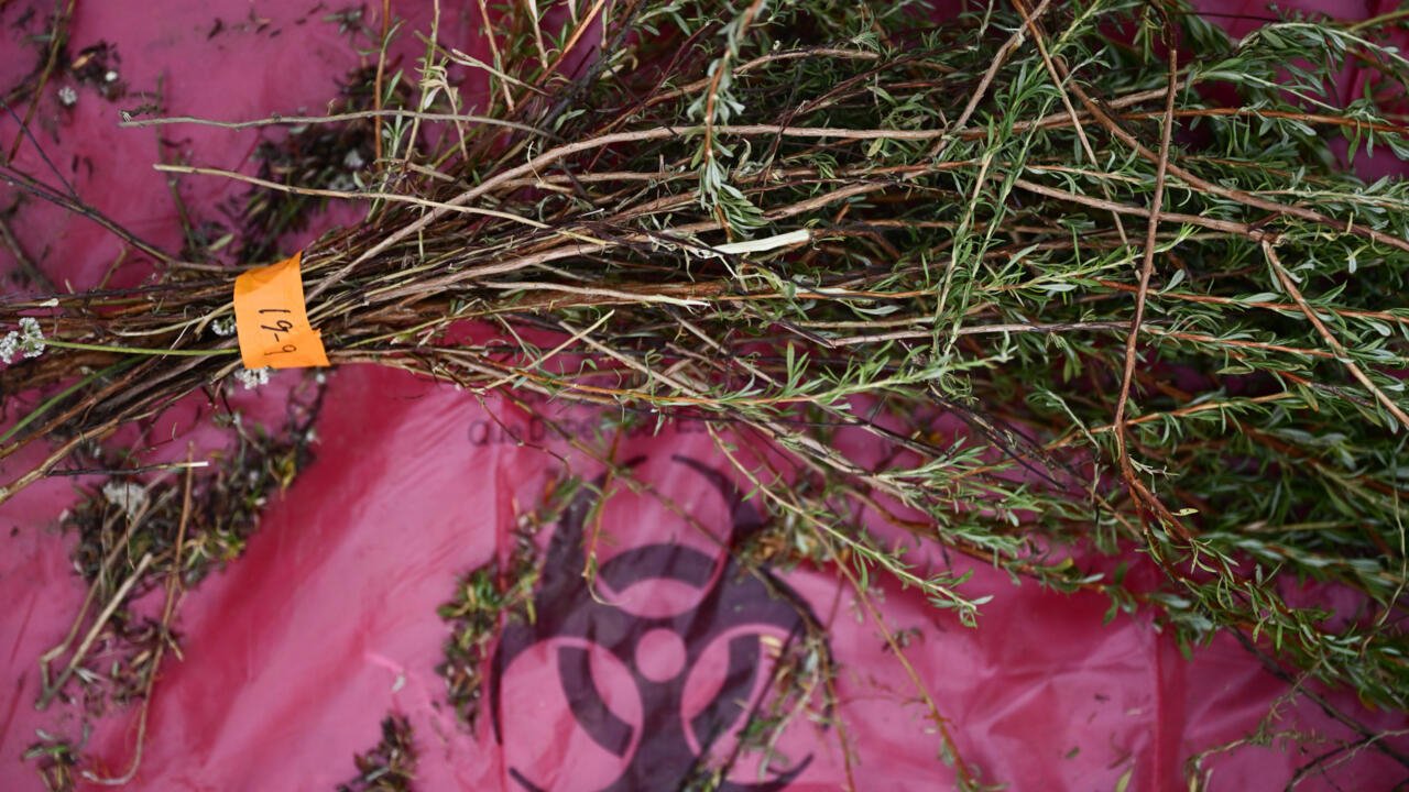 Des champignons et des plantes nettoient la pollution californienne