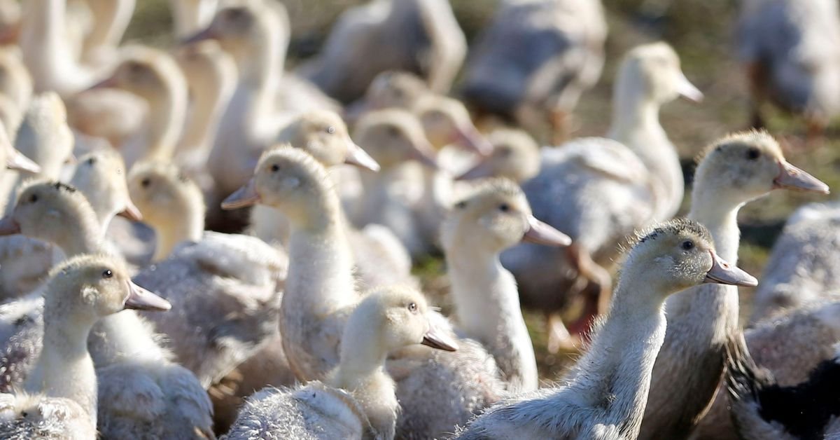 LDC craint que la grippe aviaire ne se propage à nouveau en France