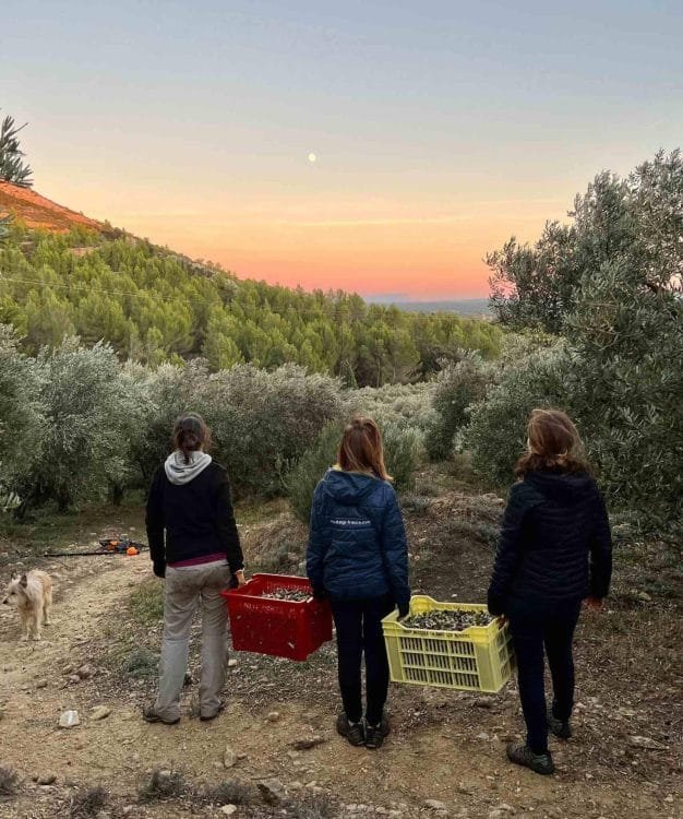 L'accent mis sur la qualité donne du succès aux producteurs en France Olive Oil Times europe-les-meilleures-concours-d-huiles-d-olive-production-accent-sur-la-qualite-rendements-succes-pour-les-producteurs-en-france-olive-oil-times