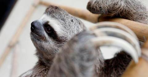 Les antibiotiques du paresseux du Costa Rica offrent de l’espoir pour la médecine humaine