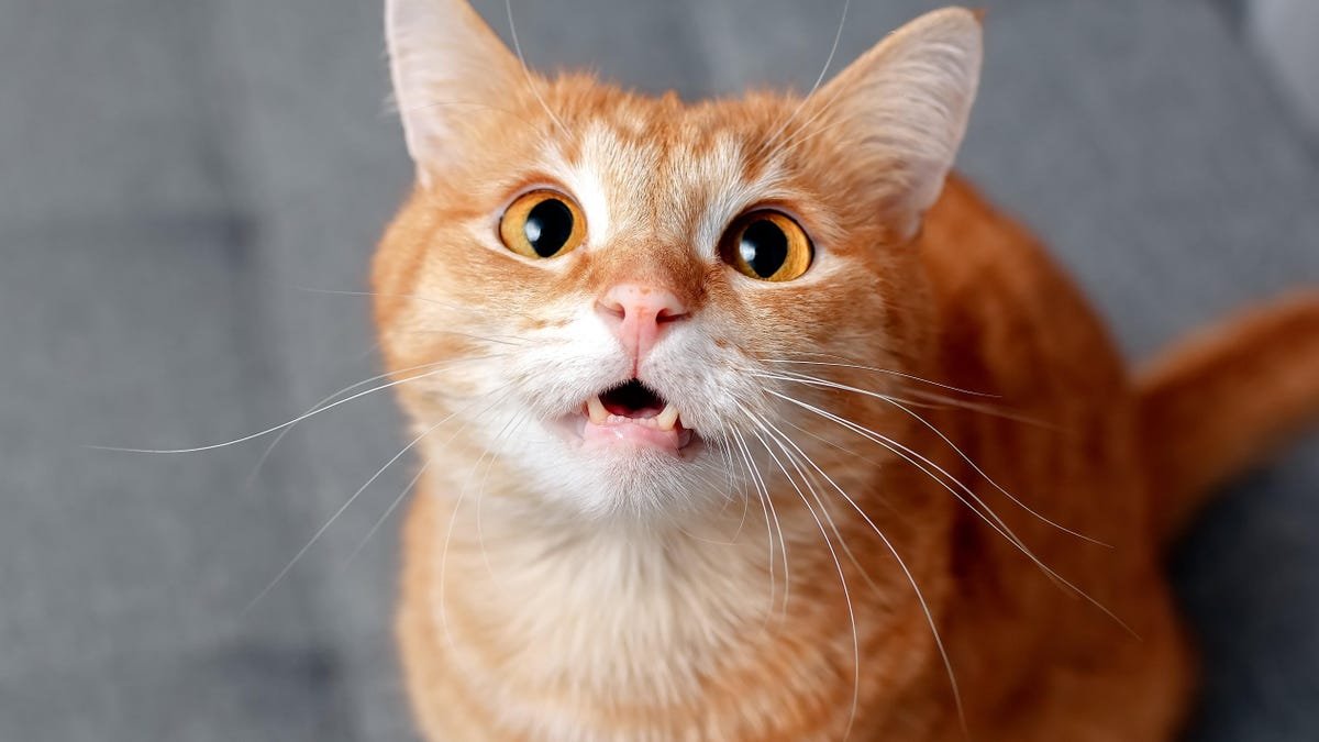 Les scientifiques ont peut-être trouvé le meilleur moyen d’appeler un chat