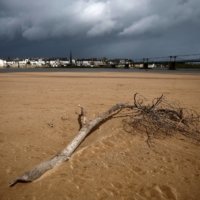 Un arbre mort sur des bancs de sable dans la Loire à Ingrandes-le-Fresne-sur-Loire, France, le 30 mars. |  Reuters