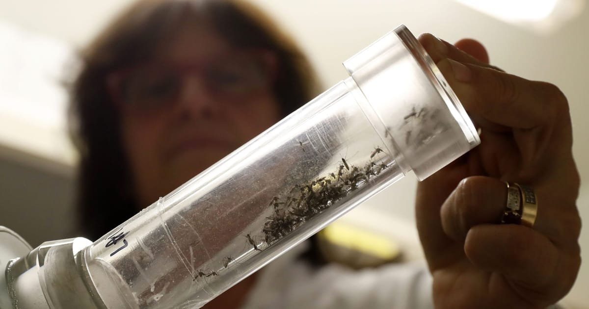 Les moustiques envahisseurs apportent des maladies mortelles en Europe