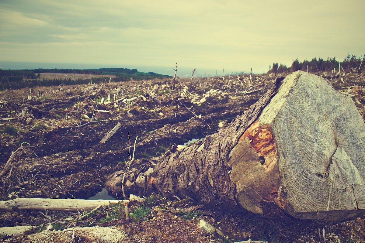 Un rapport établit un lien entre Bunge et la déforestation liée au soja