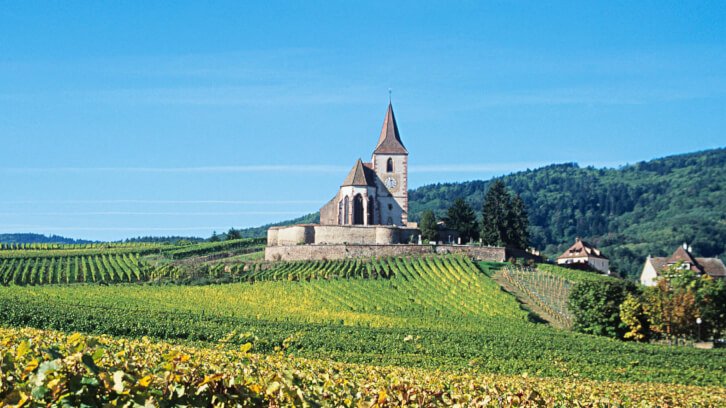 La viticulture bio en France une tendance très positive