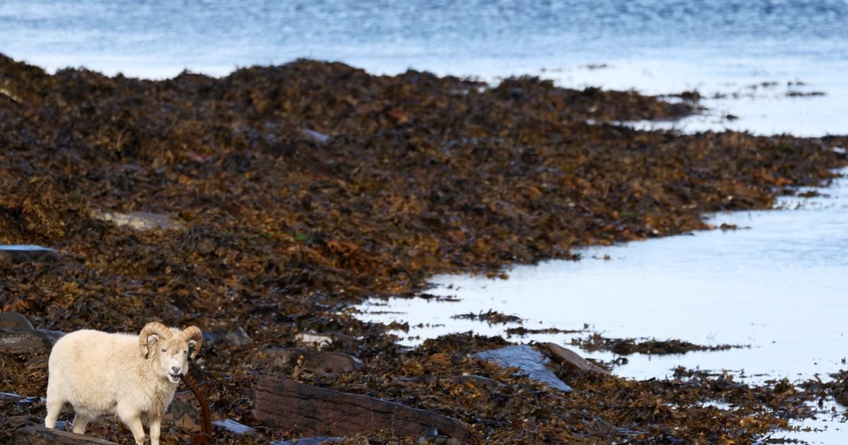 Orkxit ?  Les habitants des Orcades envisagent de remplacer Londres par Oslo