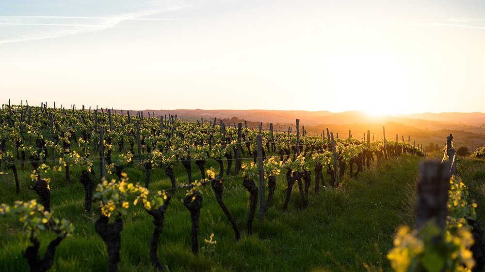 Un vignoble français