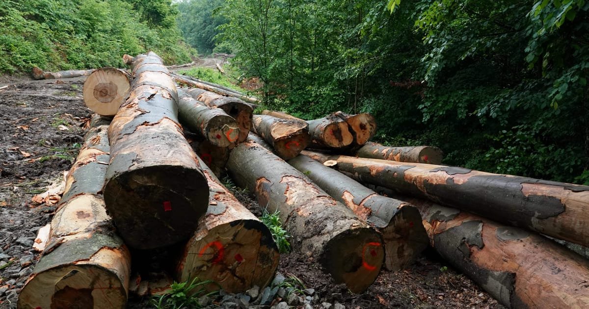 La Roumanie va payer les agriculteurs pour qu’ils laissent les arbres debout