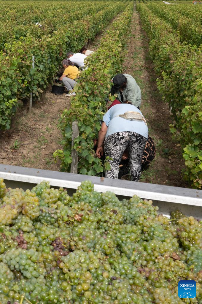 1693977425 171 Debut des vendanges des raisins blancs a Bordeaux France