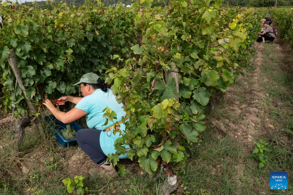 1693977432 267 Debut des vendanges des raisins blancs a Bordeaux France