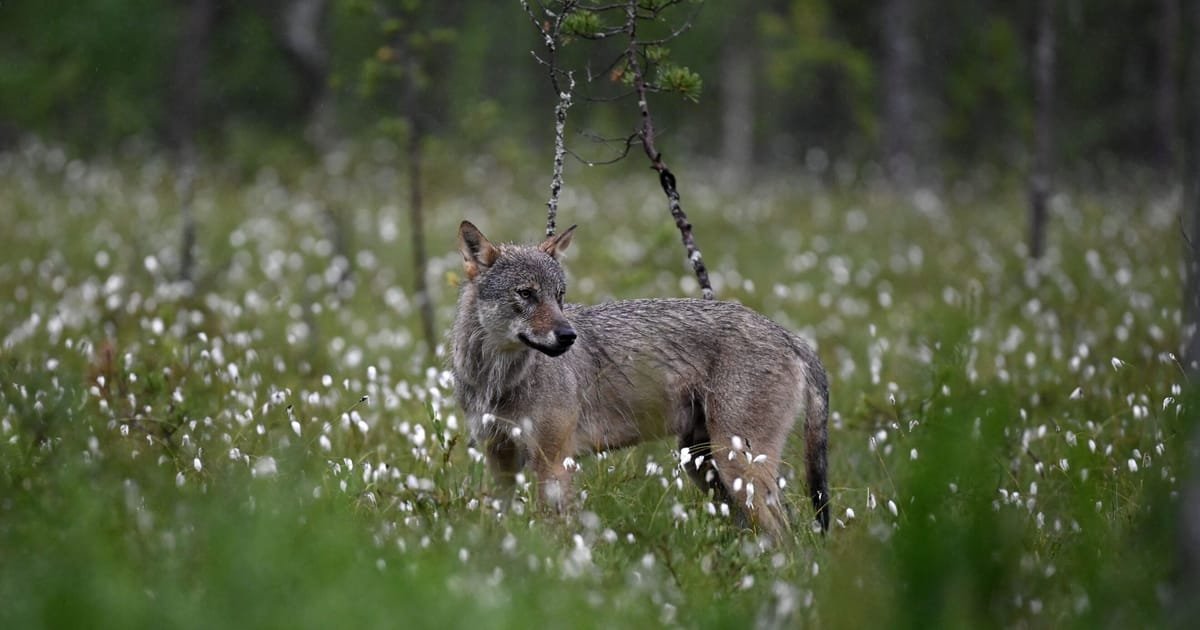 Von der Leyen déclare la guerre au loup… encore une fois