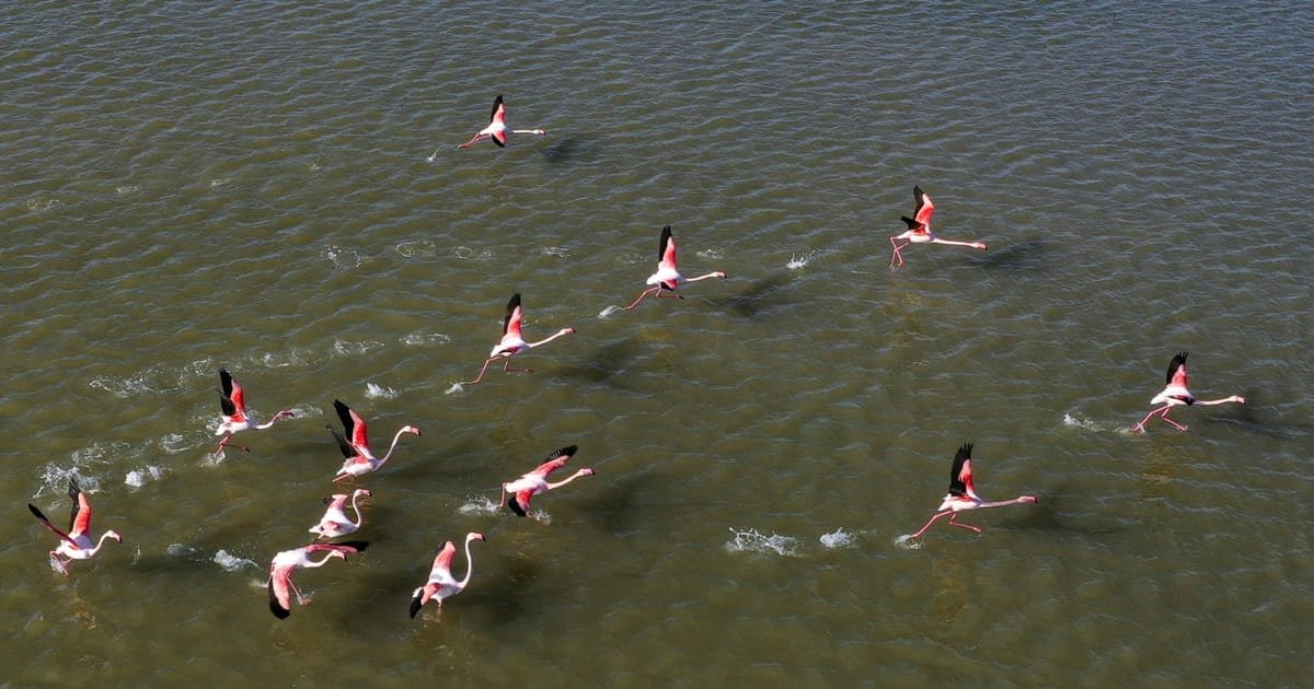 Plus de 1 000 flamants roses intrépides atterrissent dans la zone de guerre en Ukraine