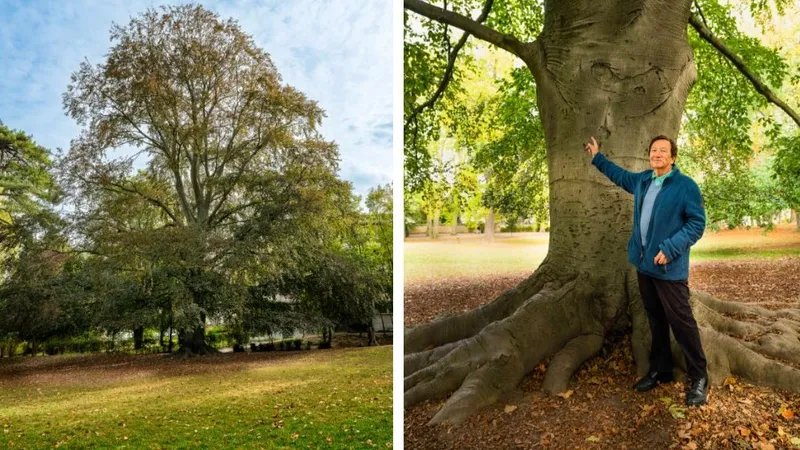 La candidature de l'arbre au concours est porte par l'association des anciens lves.