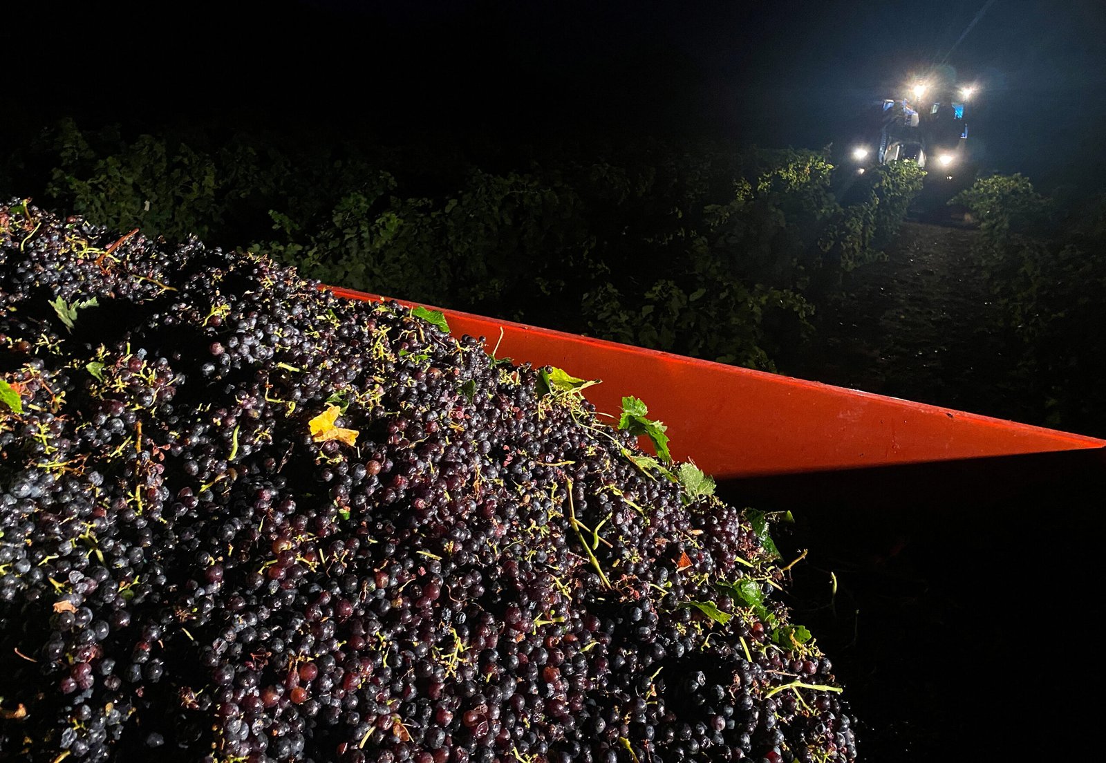 La France relève sa production de vin et retrouve sa première place de producteur