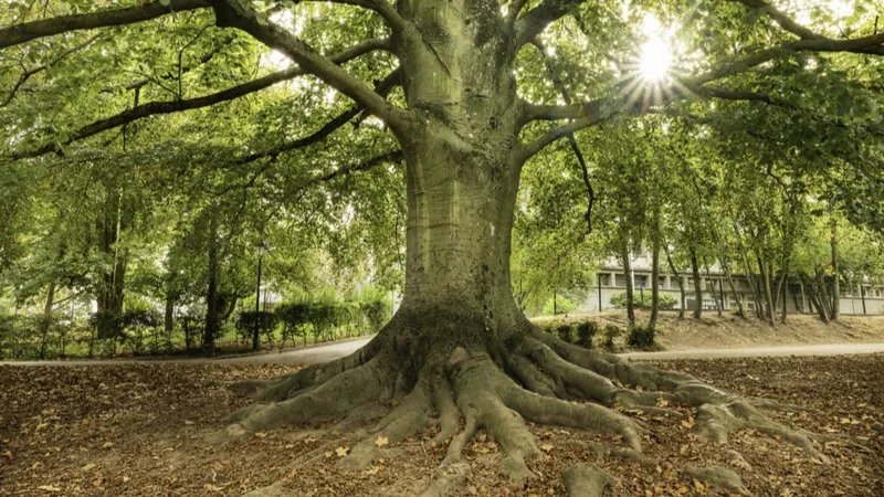 Le plus bel arbre dle-de-France se trouve  Sceaux : « un htre magnifique, attach  toute une histoire »
