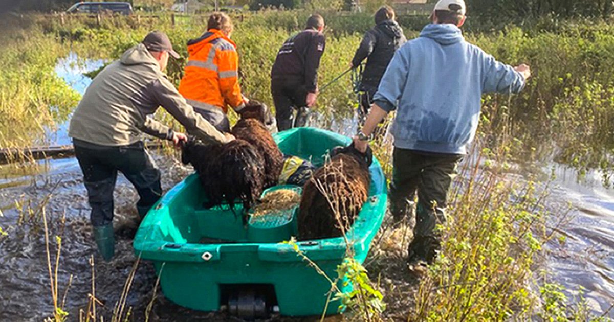 Les tempêtes et les inondations en France affectent les animaux d’élevage et la faune sauvage