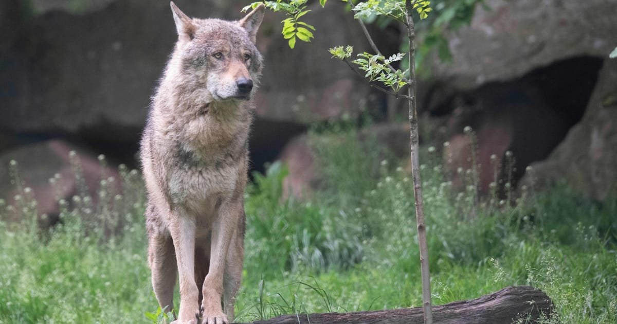 Les militants écologistes critiquent la mission de chasse au loup de von der Leyen