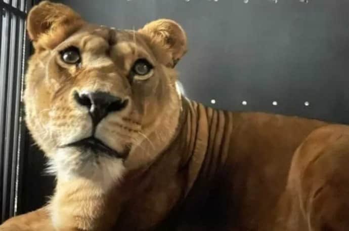 3 lions d’Ukraine emmenés dans un parc animalier en France – photo