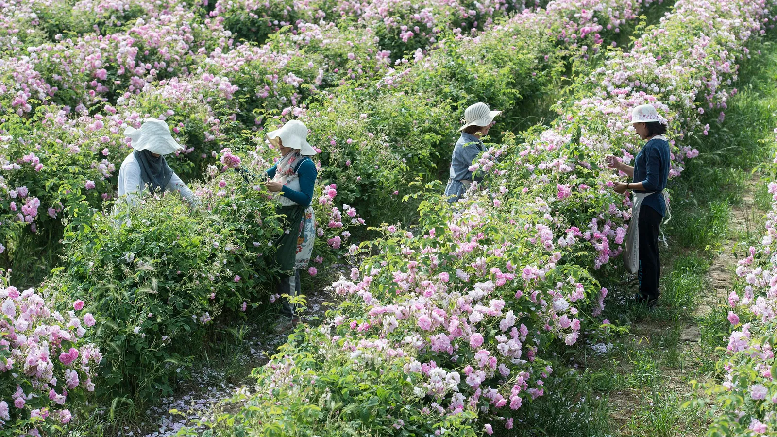 Une promenade dans les jardins de la parfumerie Chanel à Grasse, France