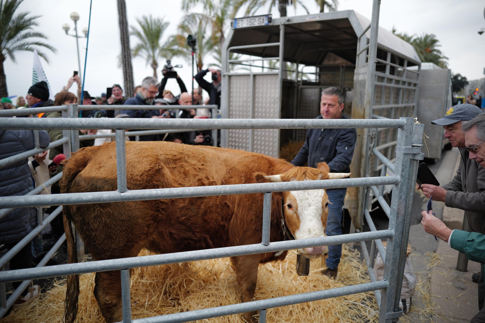 Des agriculteurs ont amené du bétail à une manifestation dans le centre de Nice