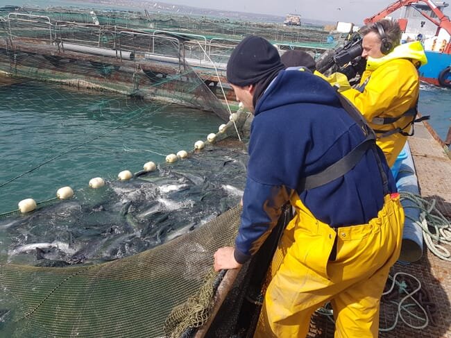 Comment la salmoniculture phare de France envisage de sadapter au