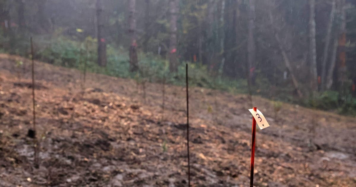 L’UE est « très loin » de l’objectif de planter des arbres 3B, admet la Commission