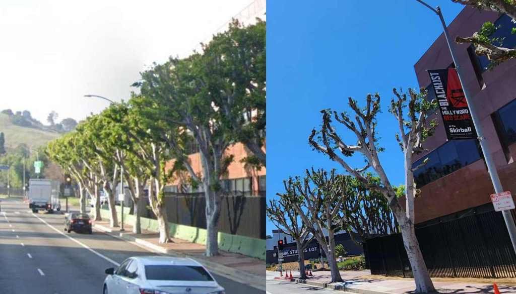 ombrager les arbres avant et après la taille