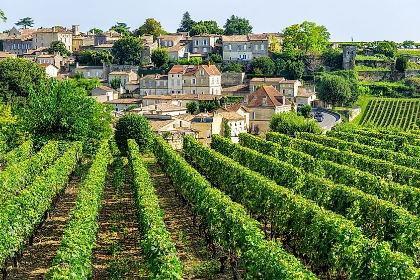 Vignobles de Saint-milion, France.