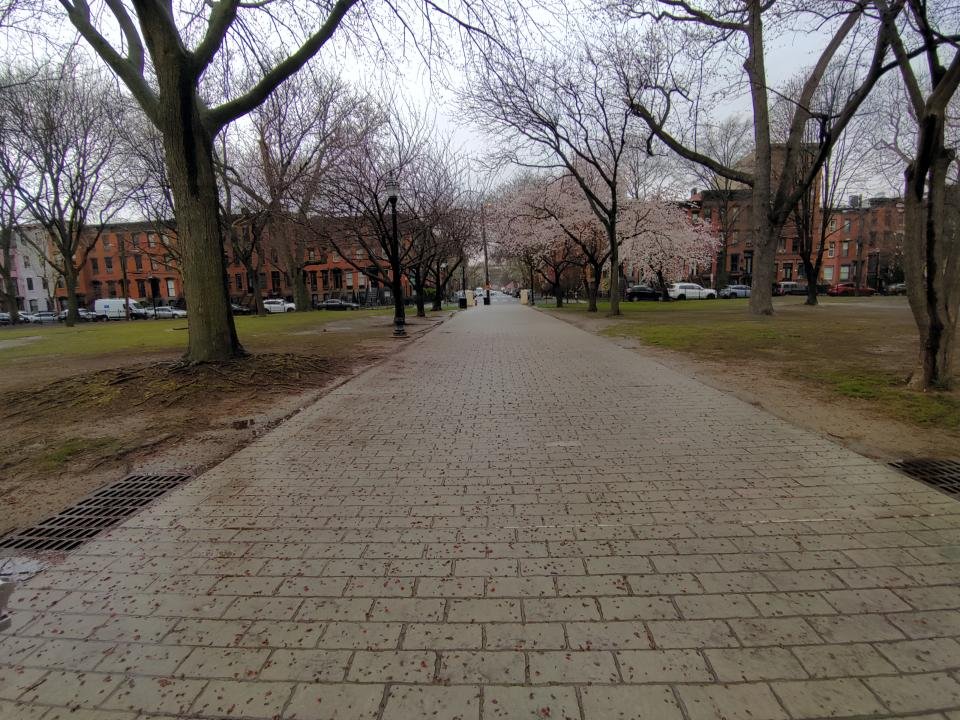 A sample image from the Humane AI Pin's 13-megapixel camera, showing a tree-lined path in a park.