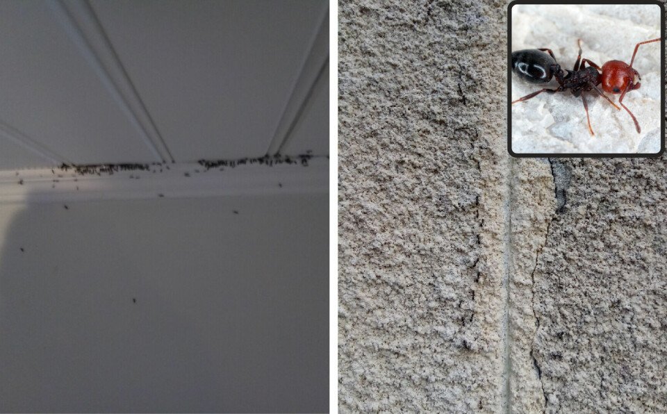 PHOTOS : Des fourmis envahissent leurs foyers dans le sud-ouest de la France