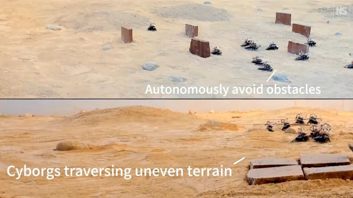 Les cafards cyborg évitent les obstacles