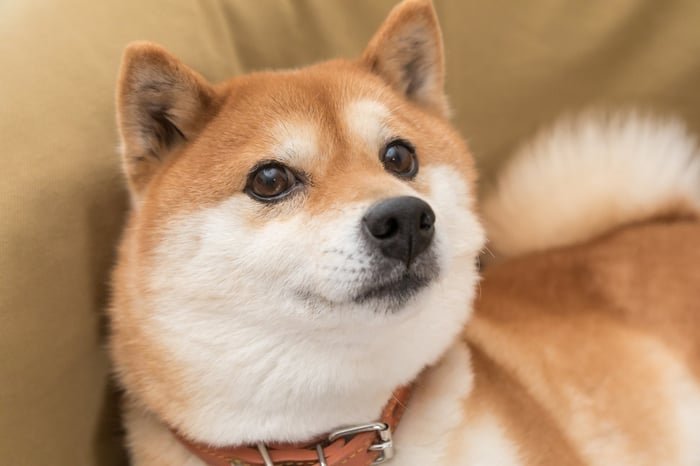 Un chien Shiba Inu.