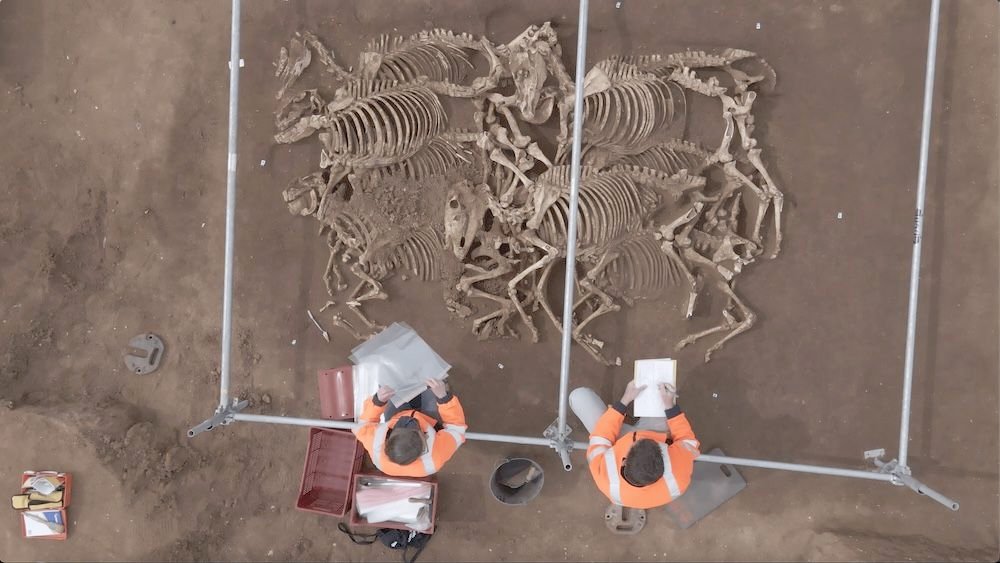 28 chevaux « soigneusement placés » dans une ancienne sépulture en France pourraient avoir fait partie d’un rituel sacrificiel