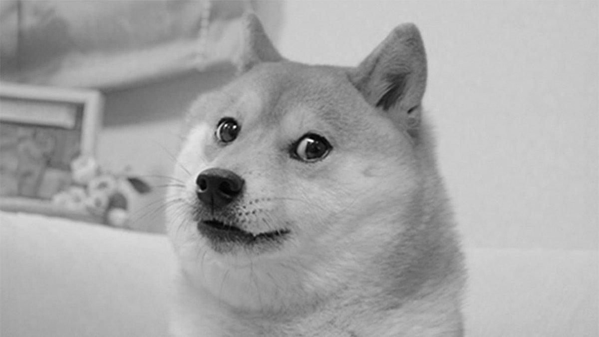 Ce que Doge m’a appris sur Internet