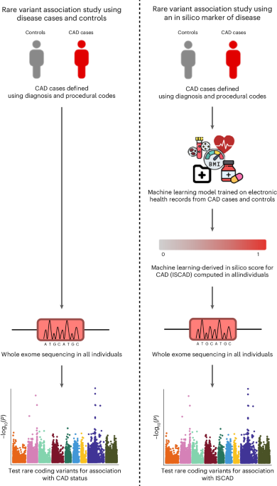 Exome sequence analysis identifies rare coding variants associated with a machine learning-based marker for coronary artery disease – Nature Genetics