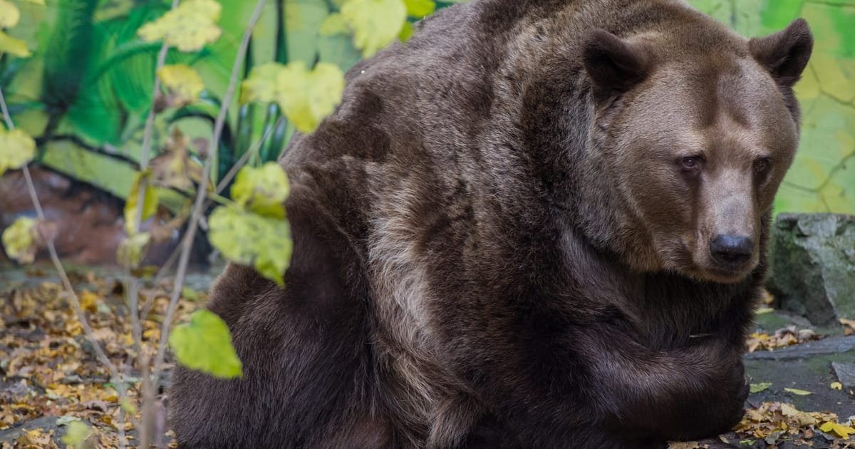 L’UE a approuvé une loi slovaque pour tuer les ours en échange d’un vote sur la nature, affirme le ministre